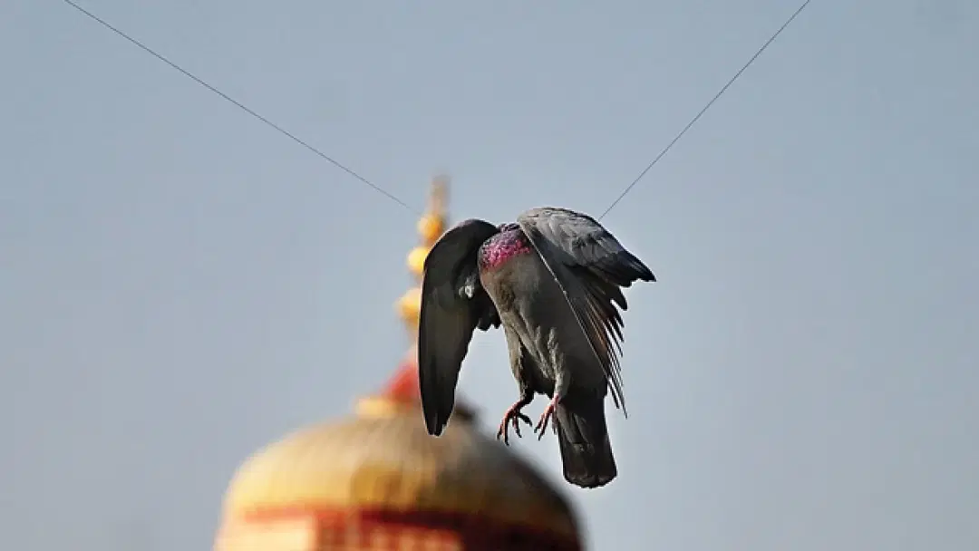 How Kite-Flying Festivals Cause Injuries to Hundreds of Birds Every Year