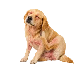 Allergies